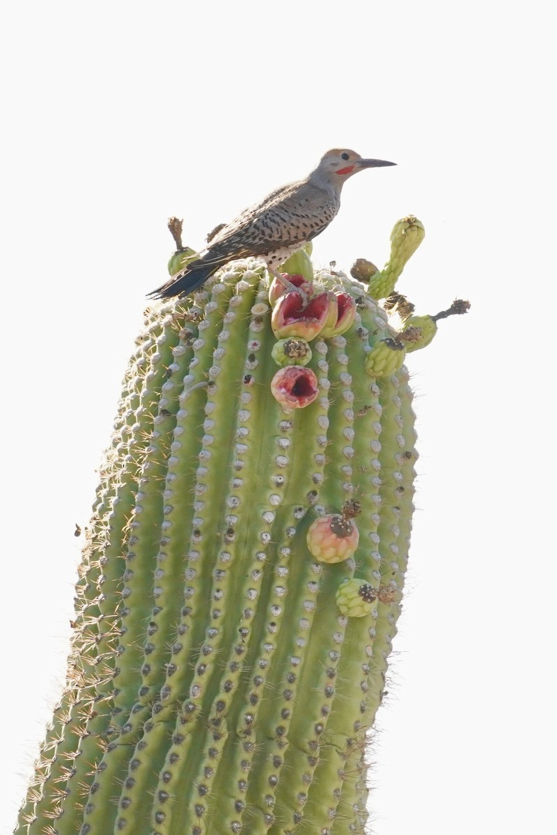 Gilded Flicker - ML638098546