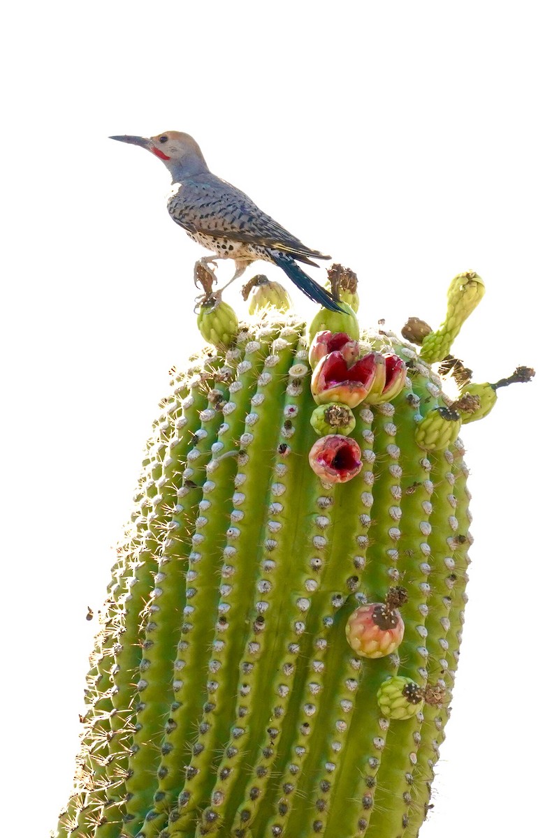 Gilded Flicker - ML638098548
