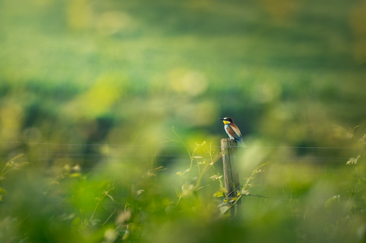European Bee-eater - ML638098550