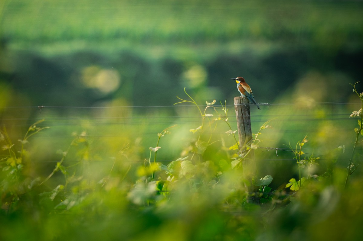 European Bee-eater - ML638098552