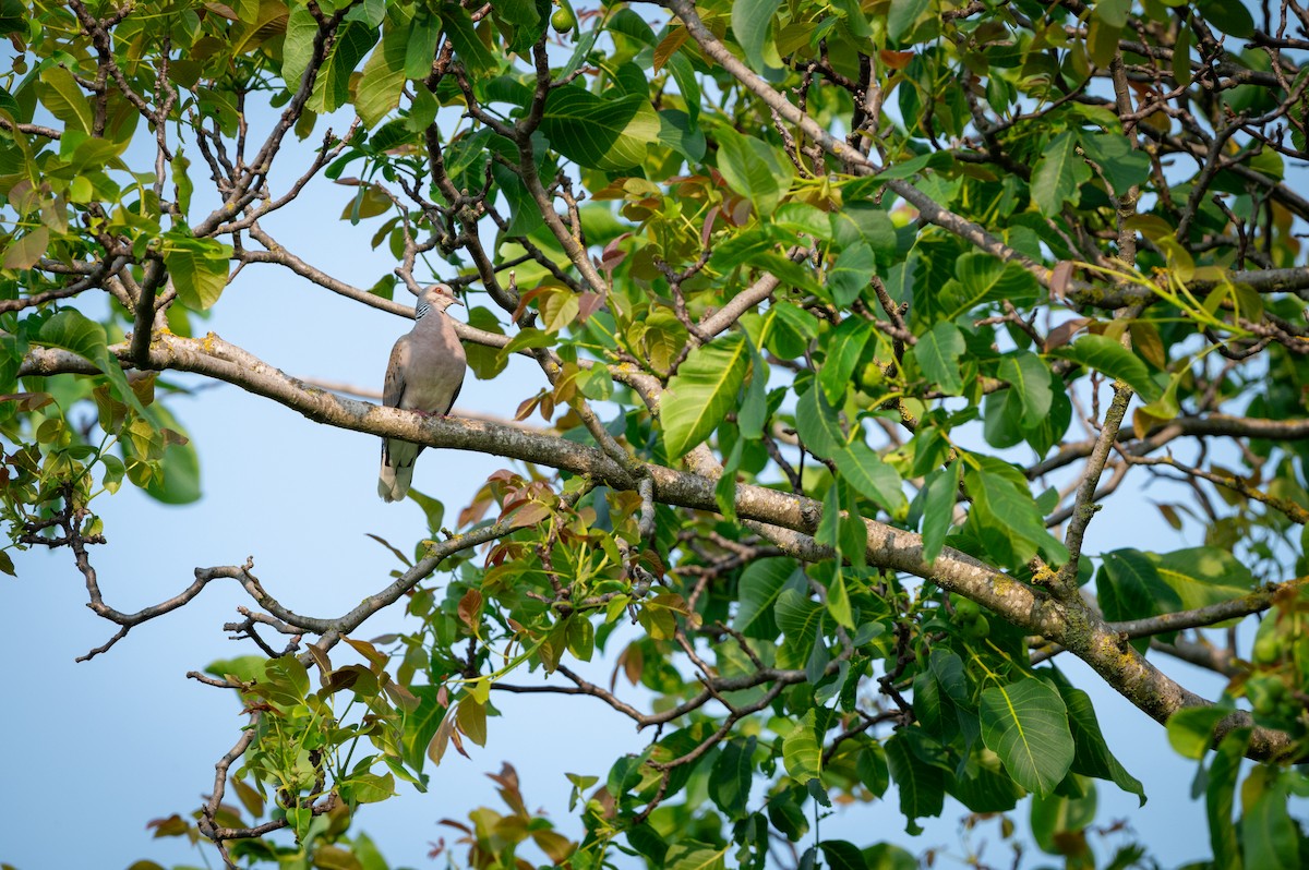 European Turtle-Dove - ML638098555