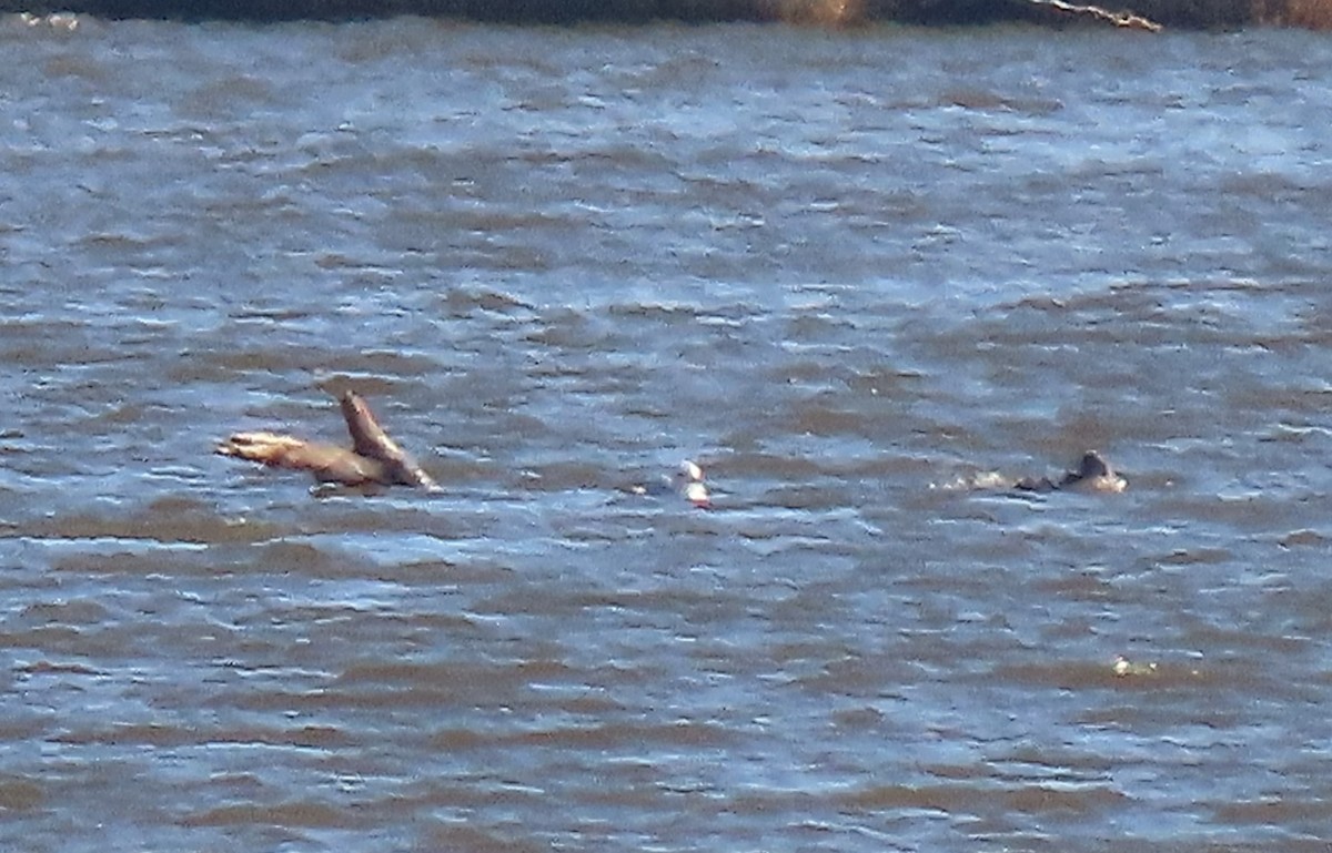 American Herring Gull - ML638098557