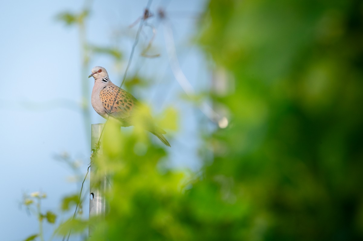 European Turtle-Dove - ML638098559