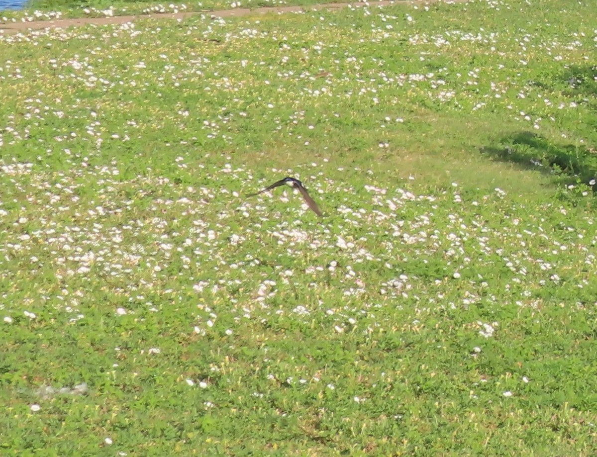 Tree Swallow - ML638098565
