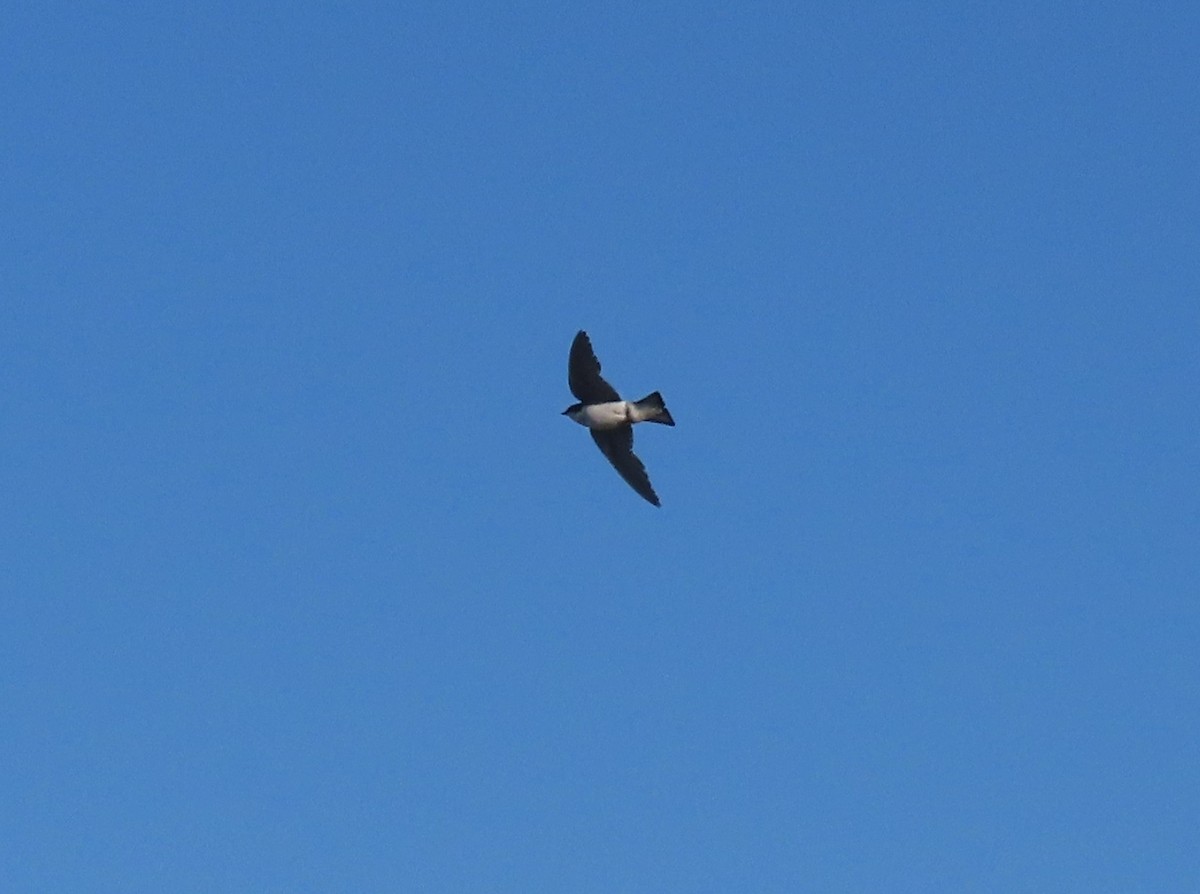 Tree Swallow - ML638098566