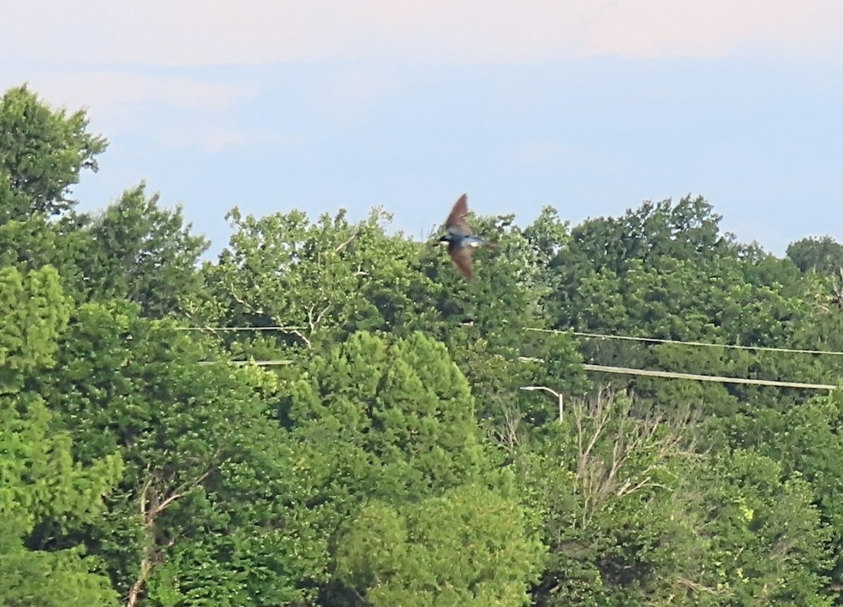Tree Swallow - ML638098567