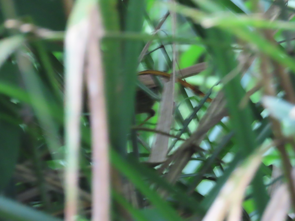 Brownish-flanked Bush Warbler (Taiwan) - ML638098594