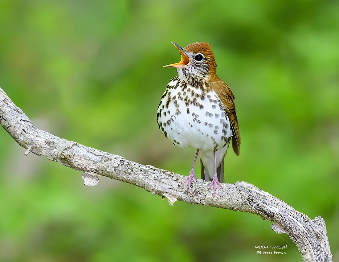 Wood Thrush - ML638098597