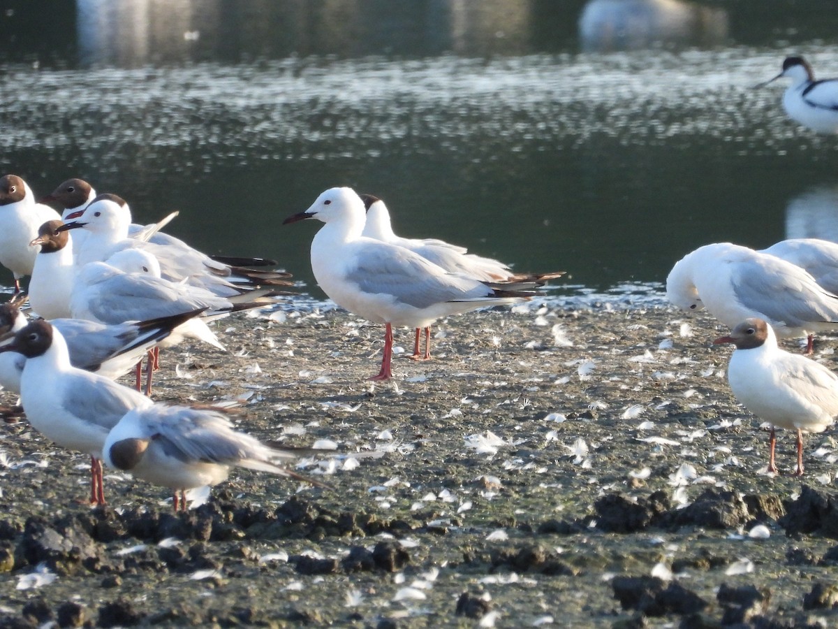 Slender-billed Gull - ML638098651