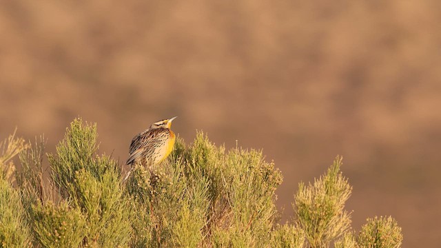 Chihuahuan Meadowlark - ML638098659
