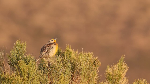 Chihuahuan Meadowlark - ML638098662