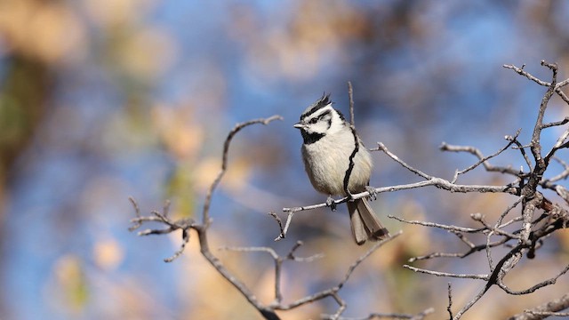 Bridled Titmouse - ML638098668