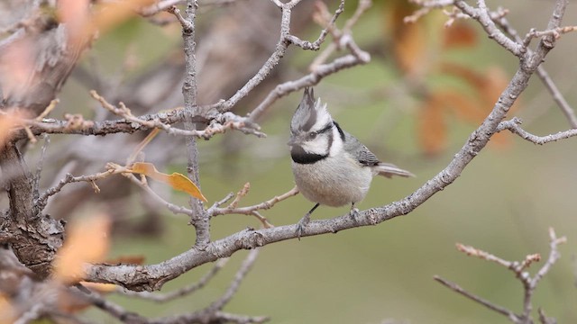 Bridled Titmouse - ML638098678