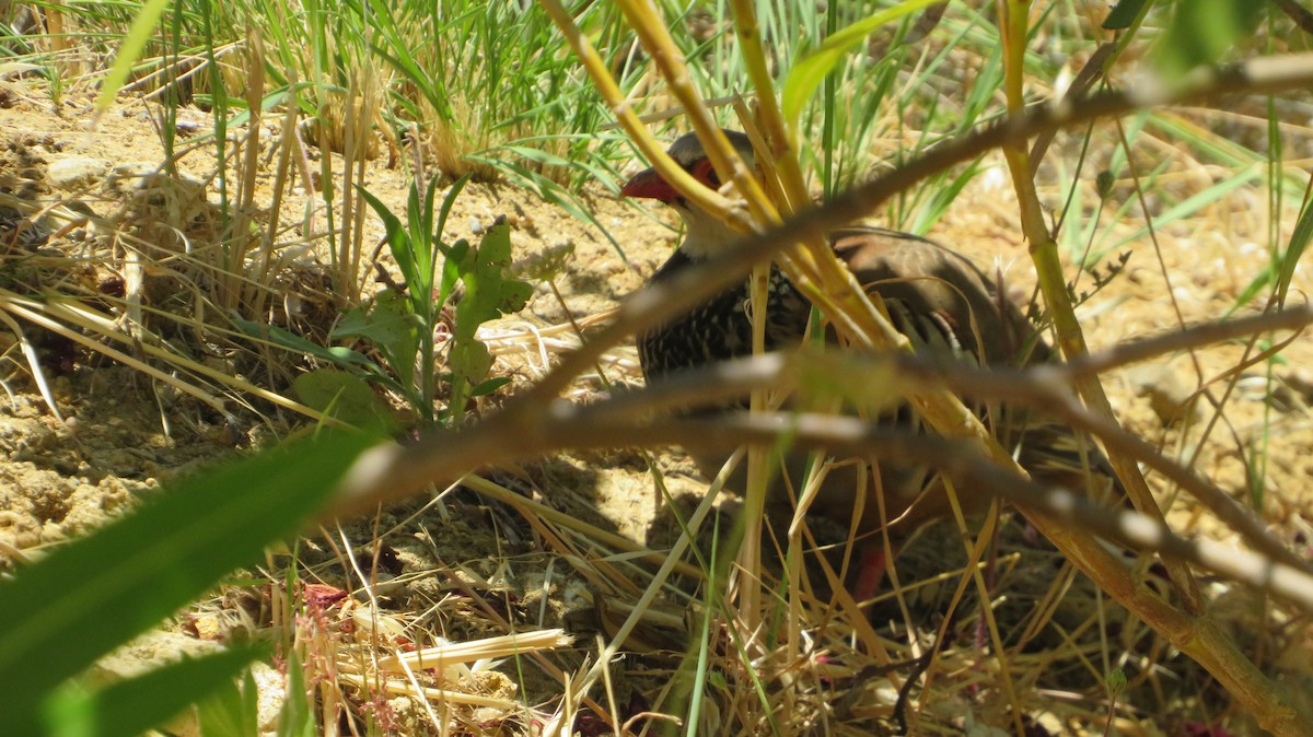 Red-legged Partridge - ML638098699