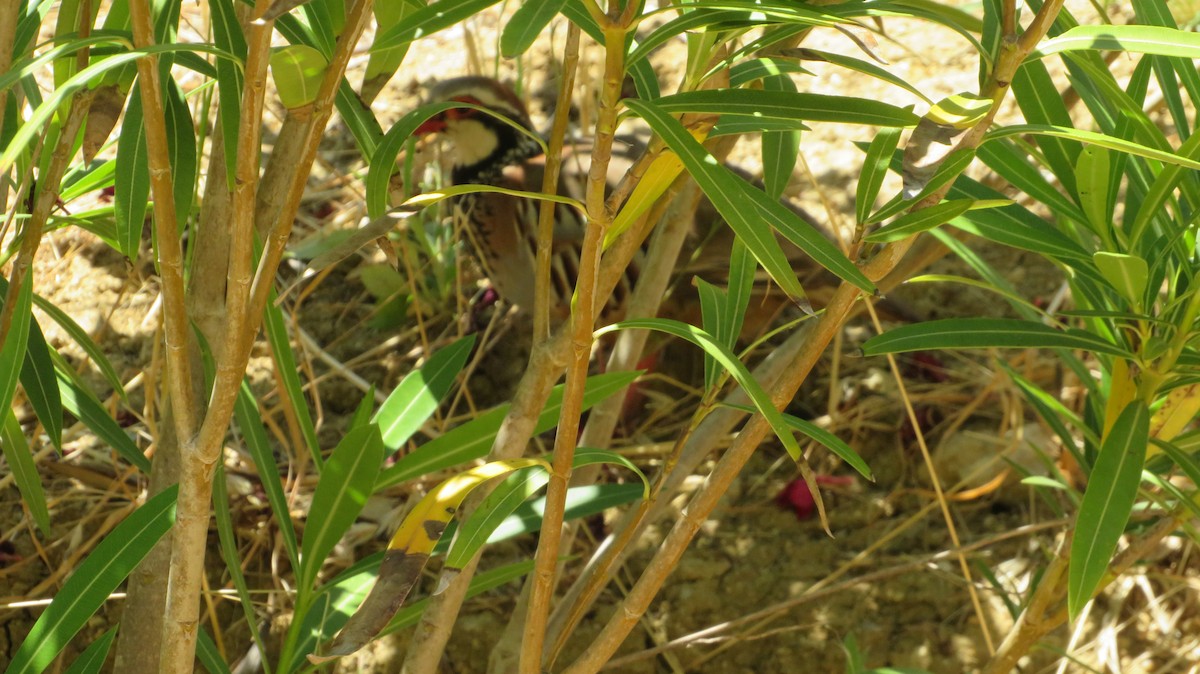 Red-legged Partridge - ML638098700