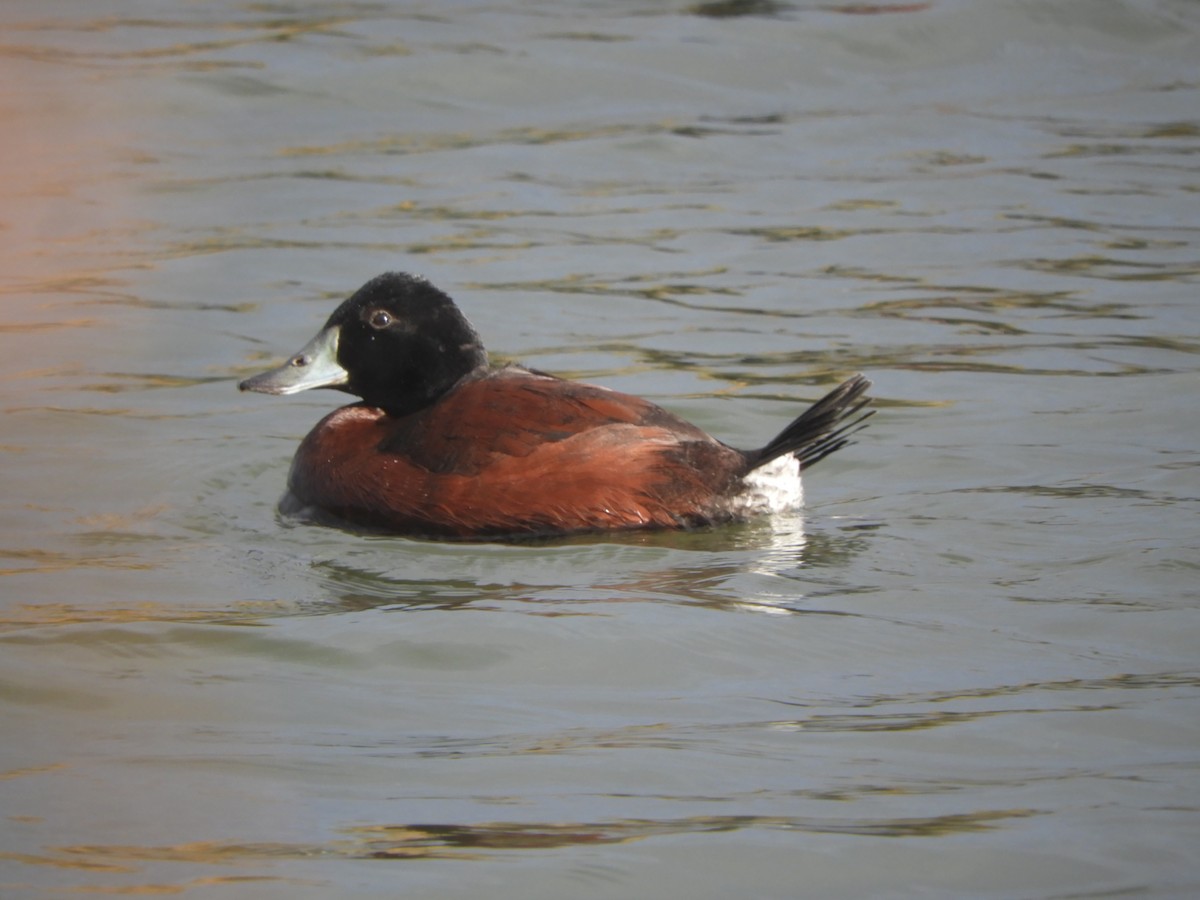 Blue-billed Duck - ML638098773