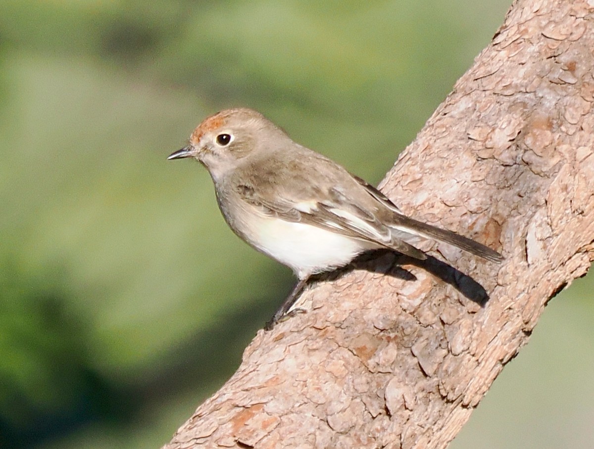 Red-capped Robin - ML638098785