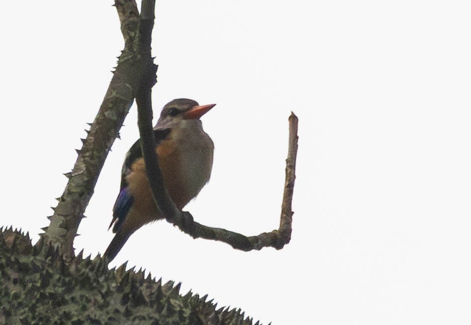 Gray-headed Kingfisher - ML638098794