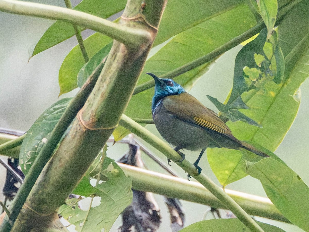 Green-headed Sunbird - ML638098798