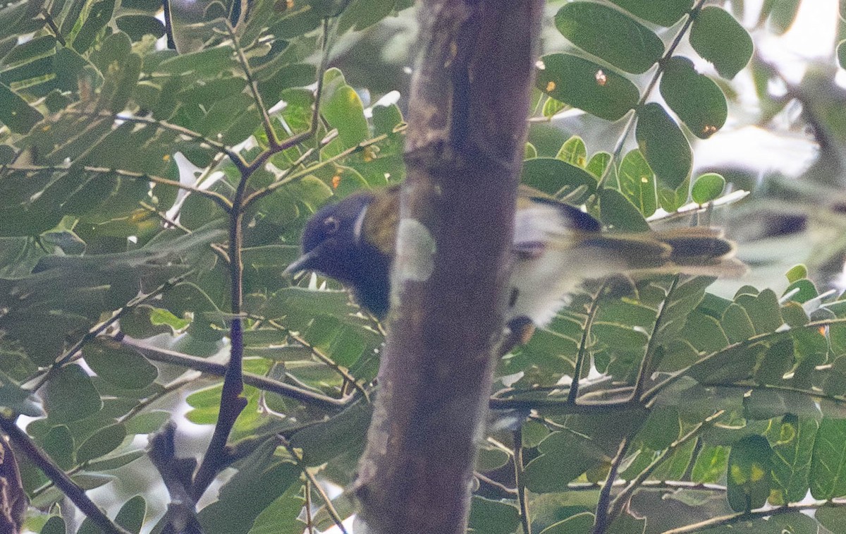 Masked Apalis - ML638098811
