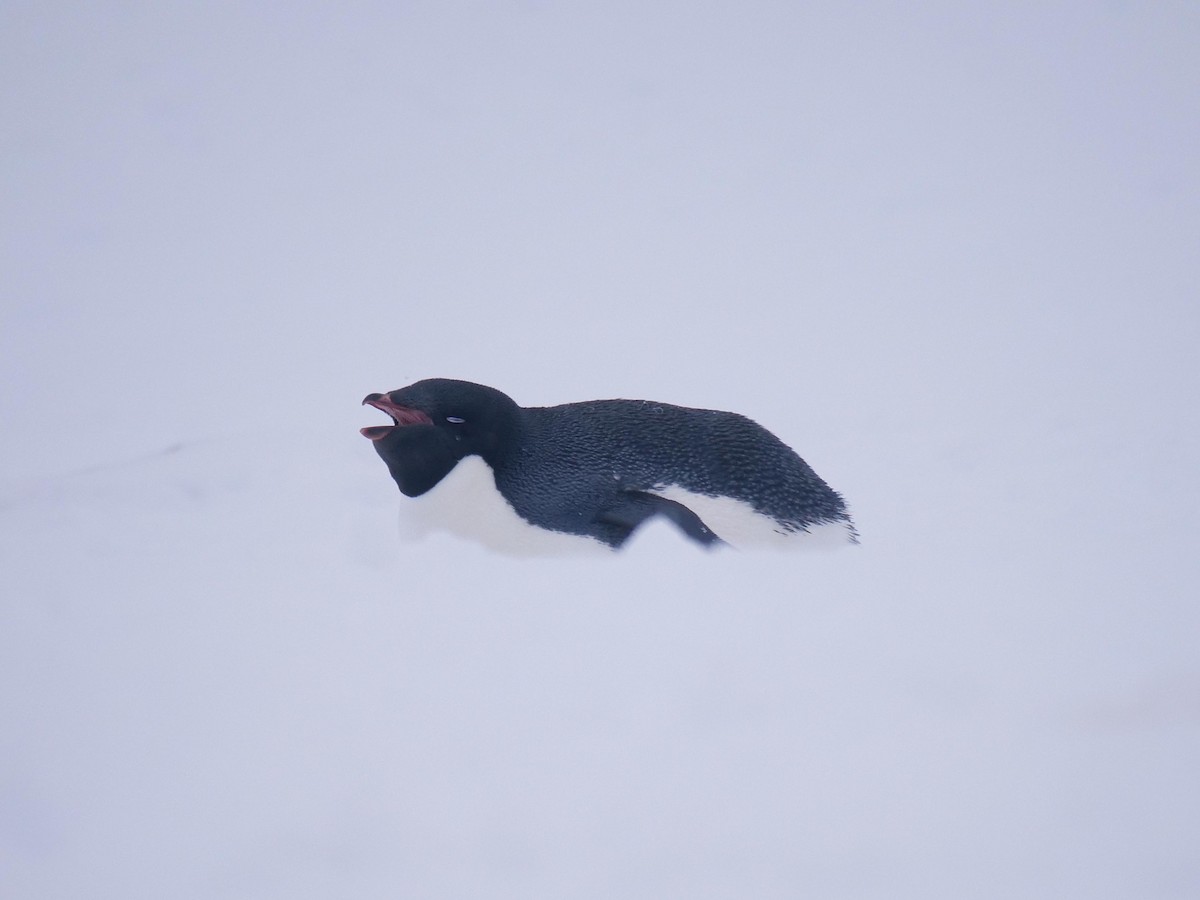 Adelie Penguin - ML638098871