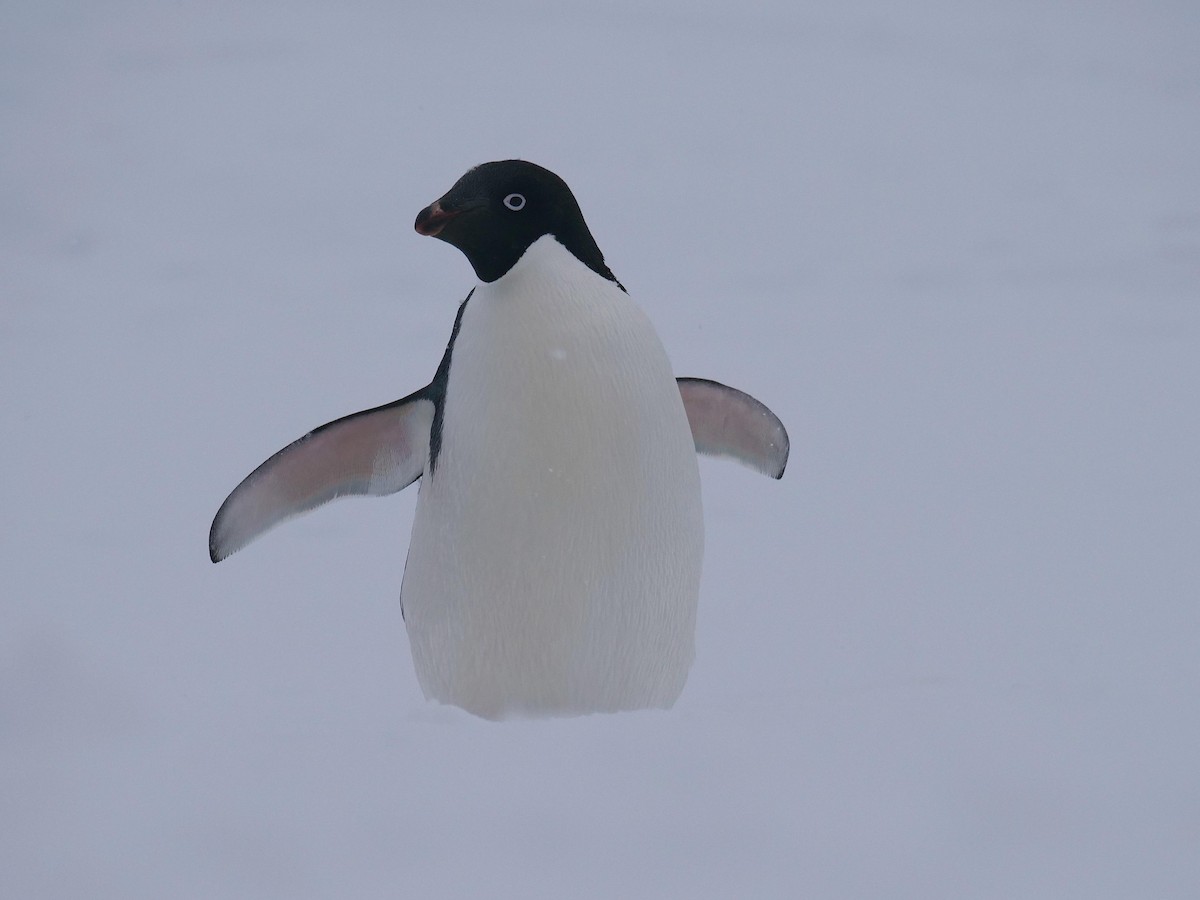 Adelie Penguin - ML638098878