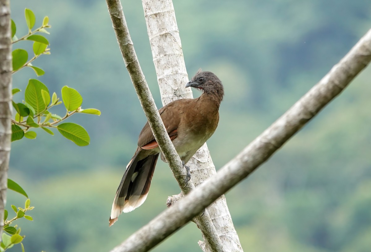Gray-headed Chachalaca - ML638098898