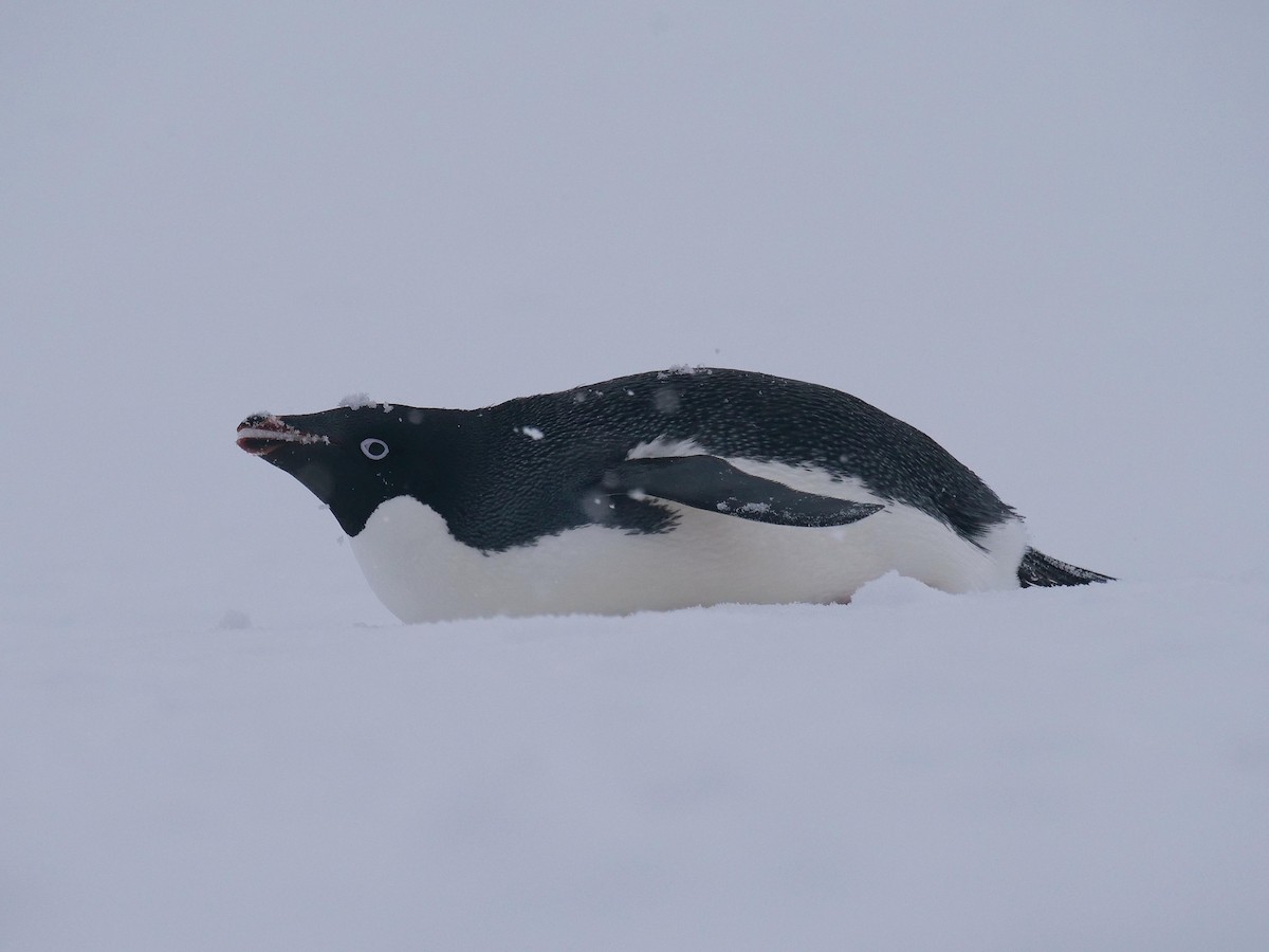 Adelie Penguin - ML638098903