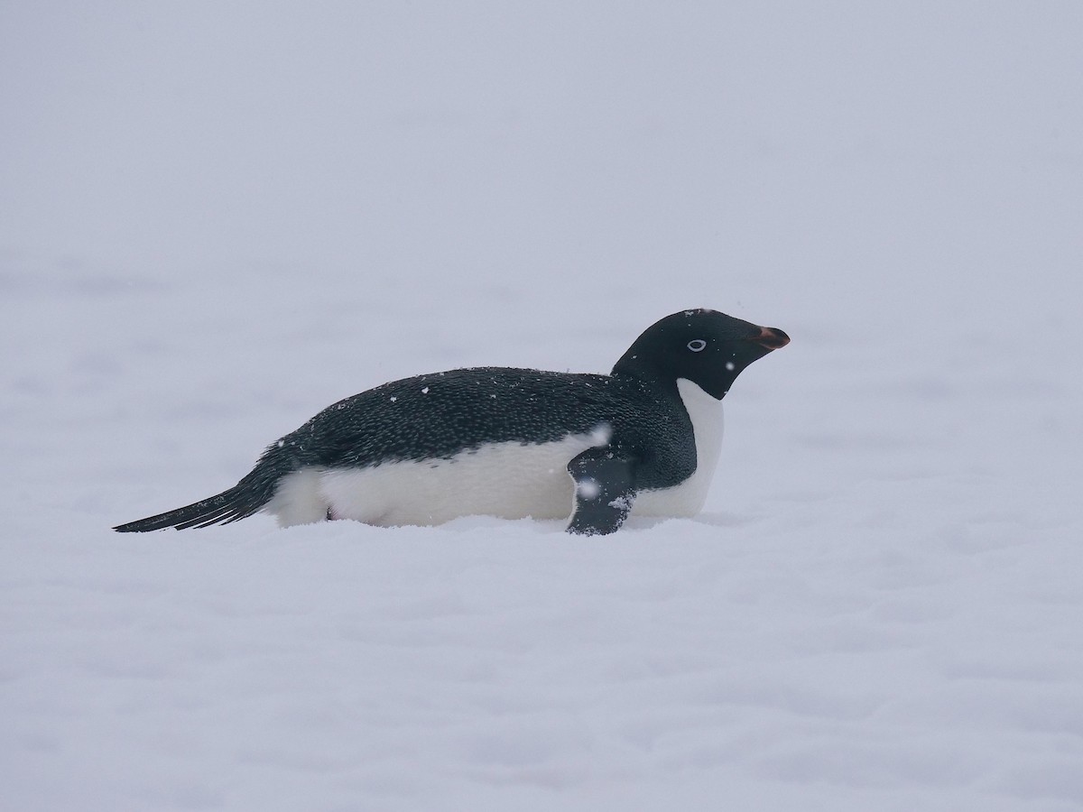 Adelie Penguin - ML638098909