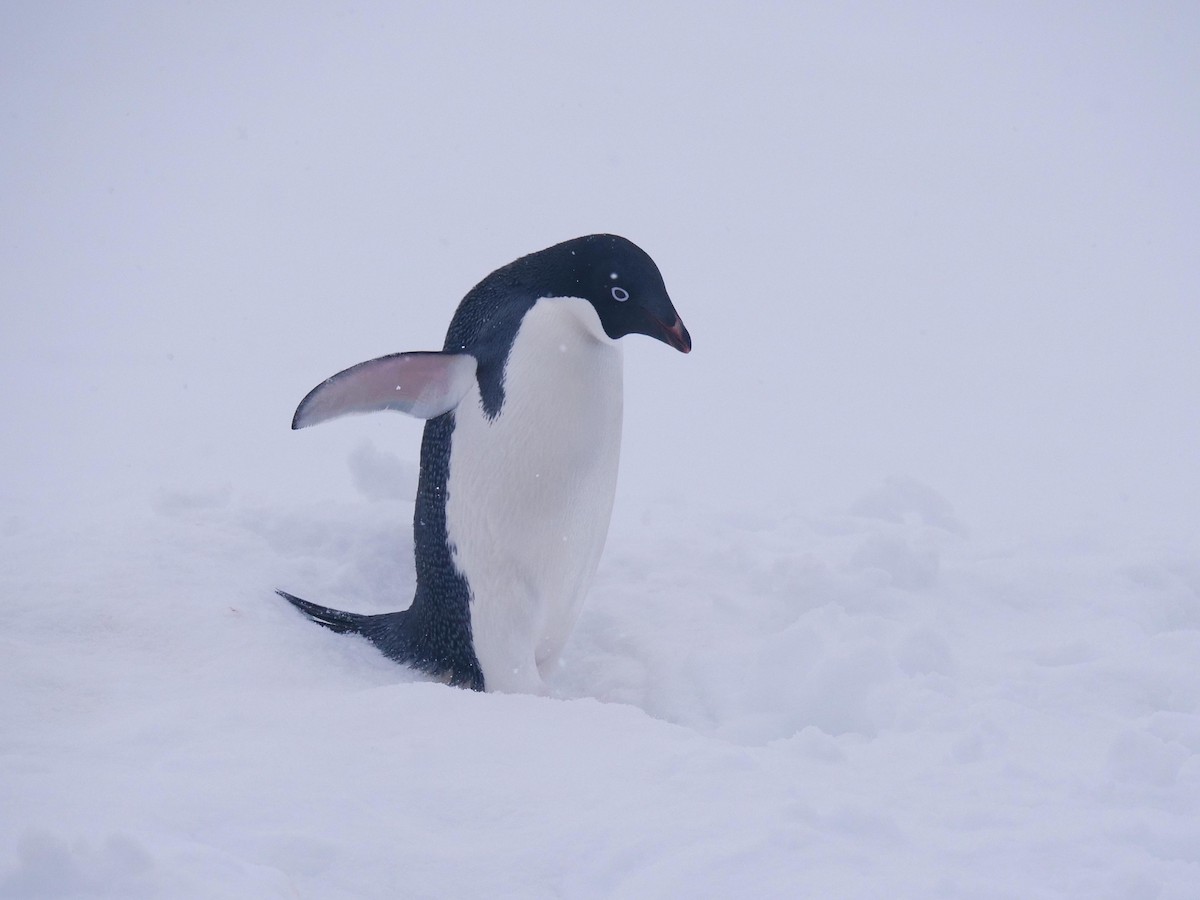 Adelie Penguin - ML638098916