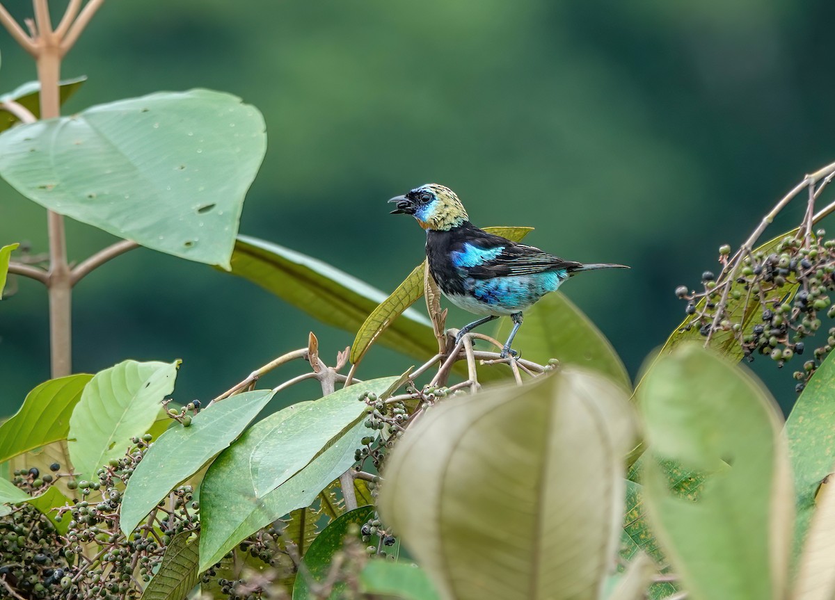 Golden-hooded Tanager - ML638098931