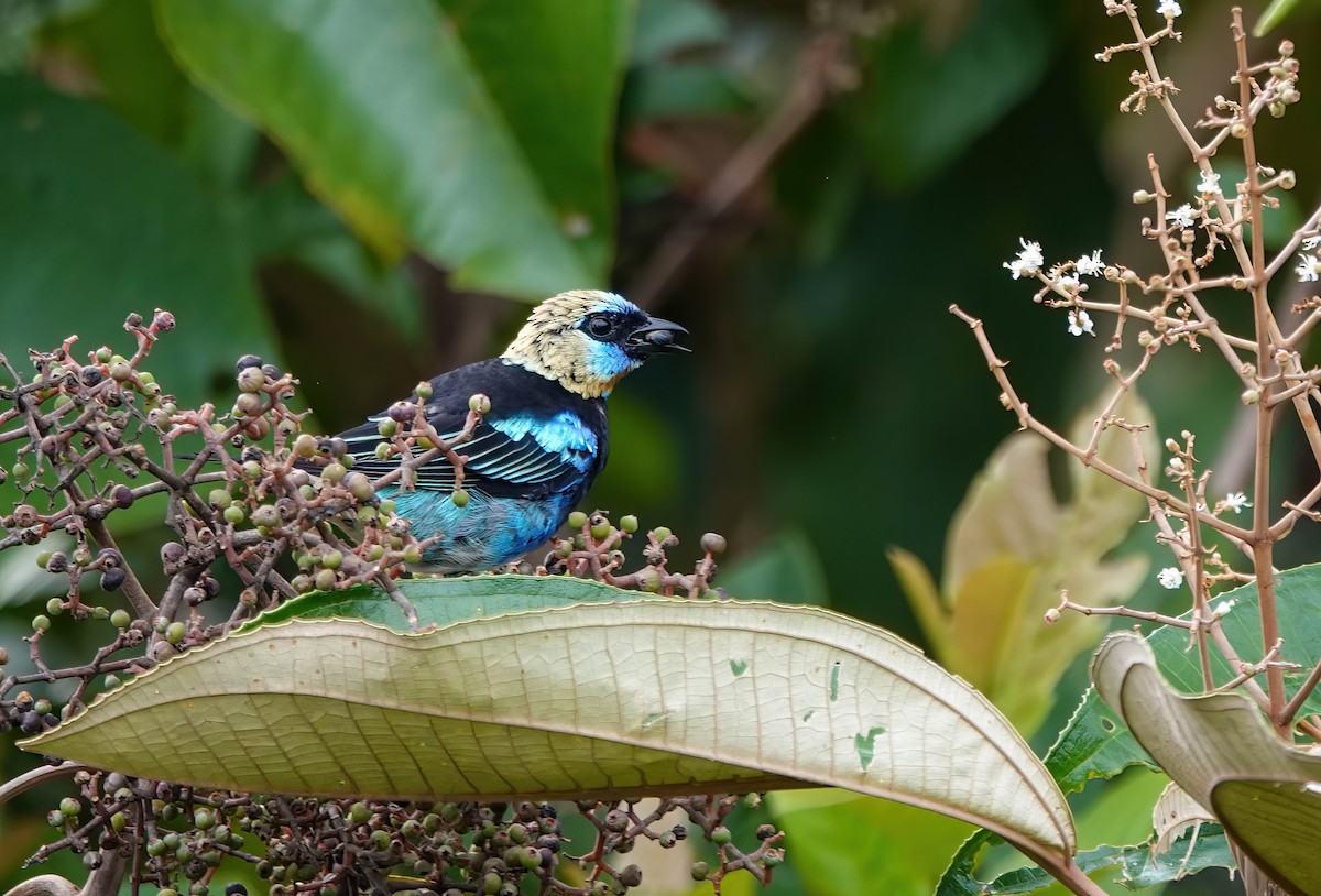 Golden-hooded Tanager - ML638098942