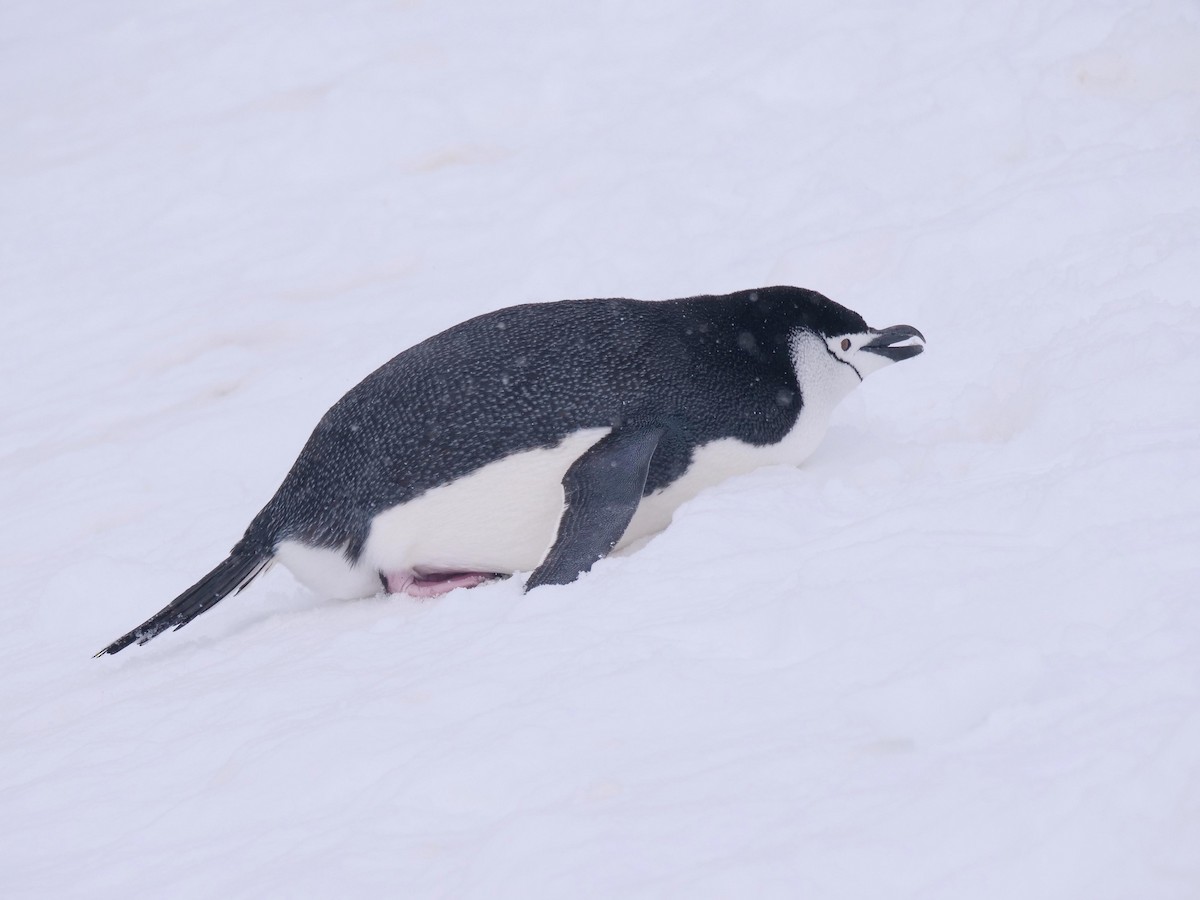 Chinstrap Penguin - ML638098945