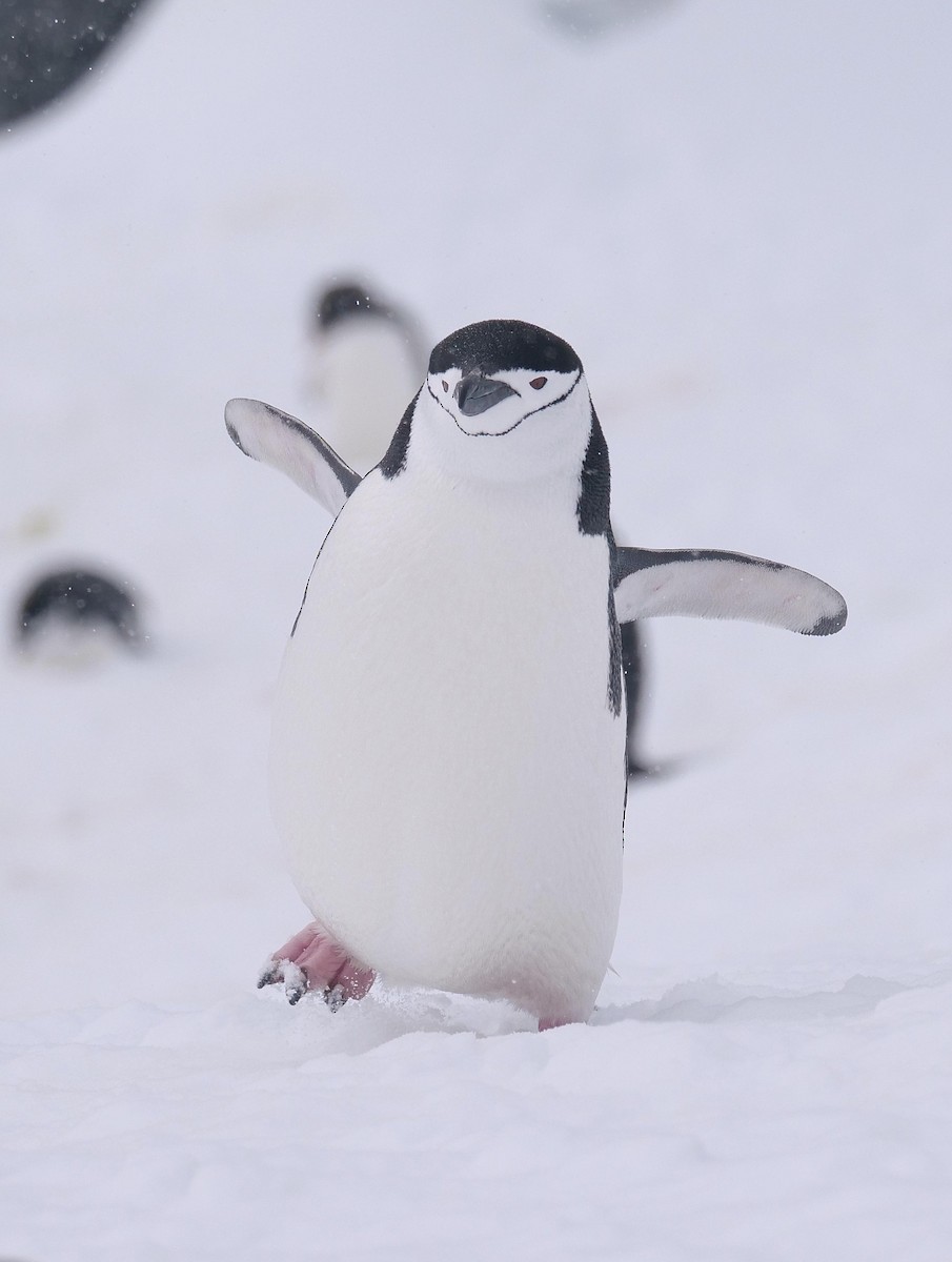 Chinstrap Penguin - ML638098953