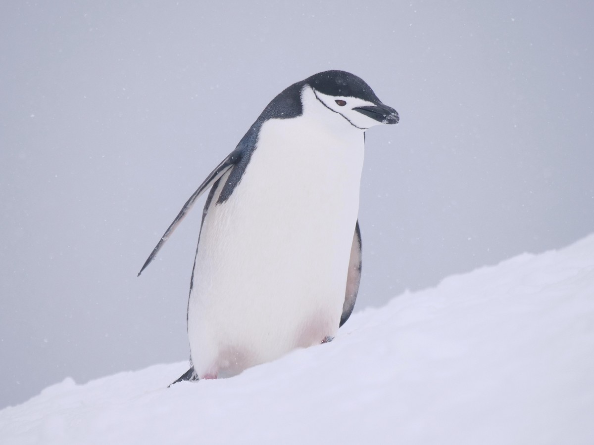 Chinstrap Penguin - ML638098964