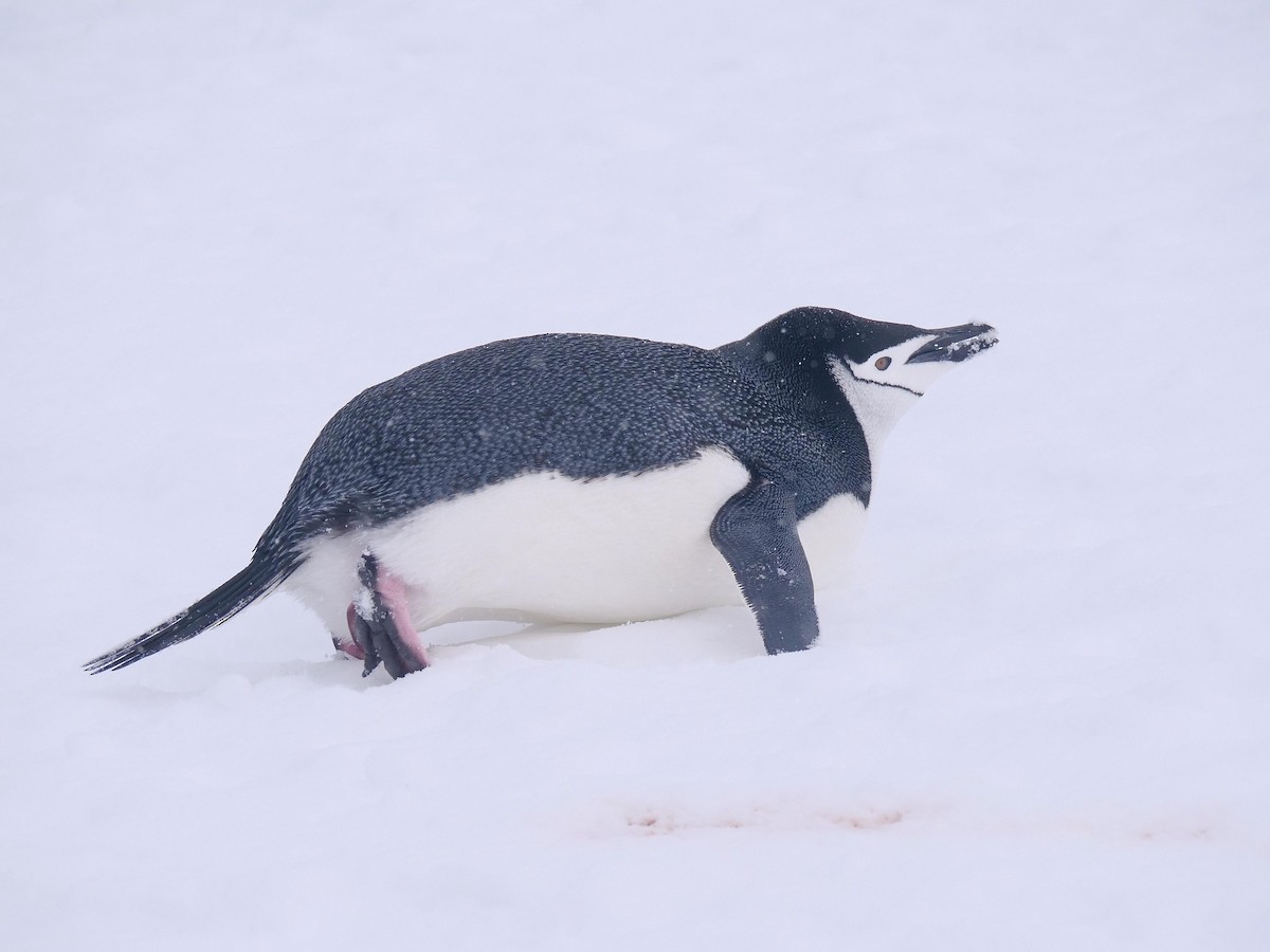 Chinstrap Penguin - ML638098969