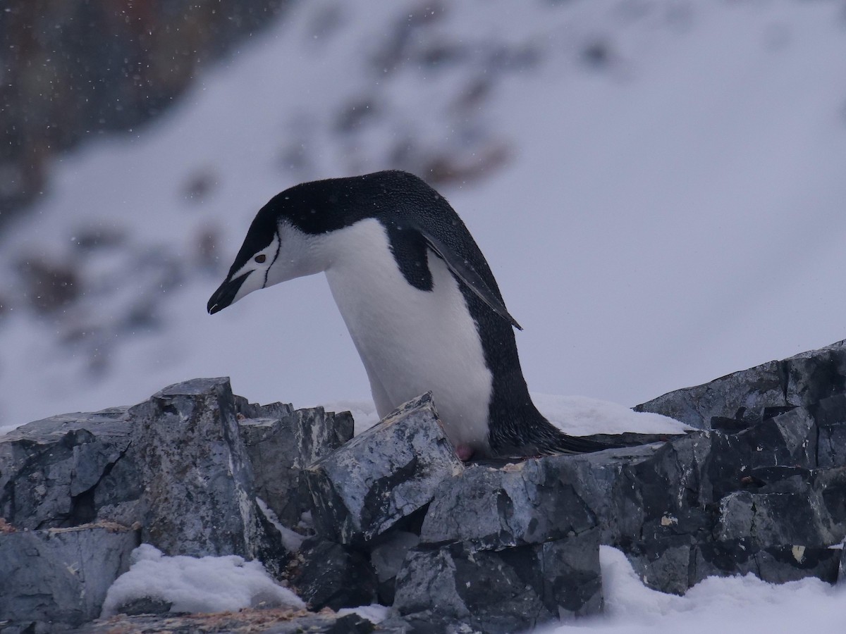 Chinstrap Penguin - ML638098971
