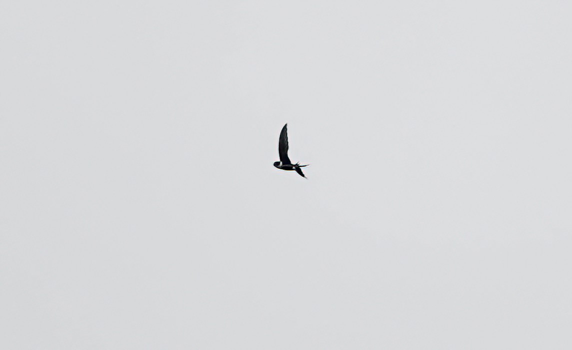 Lesser Swallow-tailed Swift - ML638098980