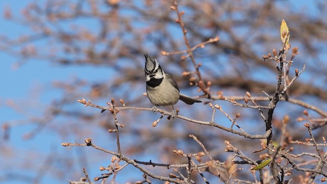Bridled Titmouse - ML638098985
