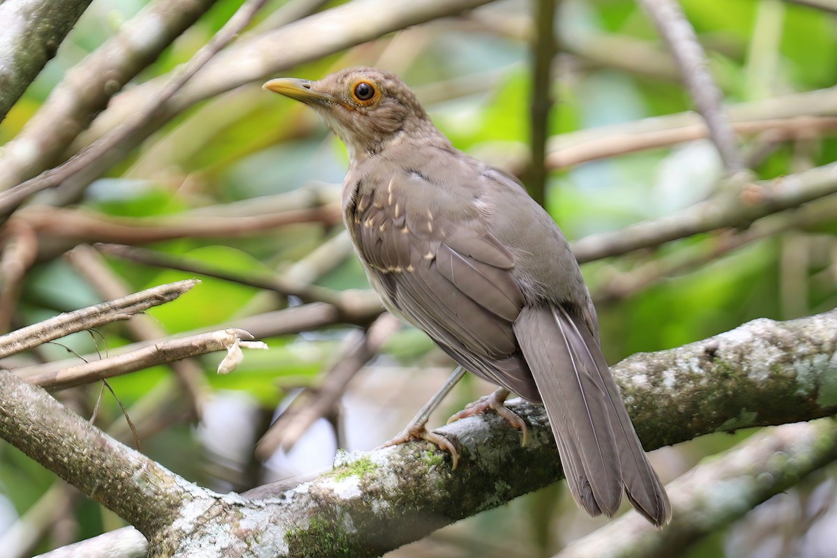 Ecuadorian Thrush - ML638099006