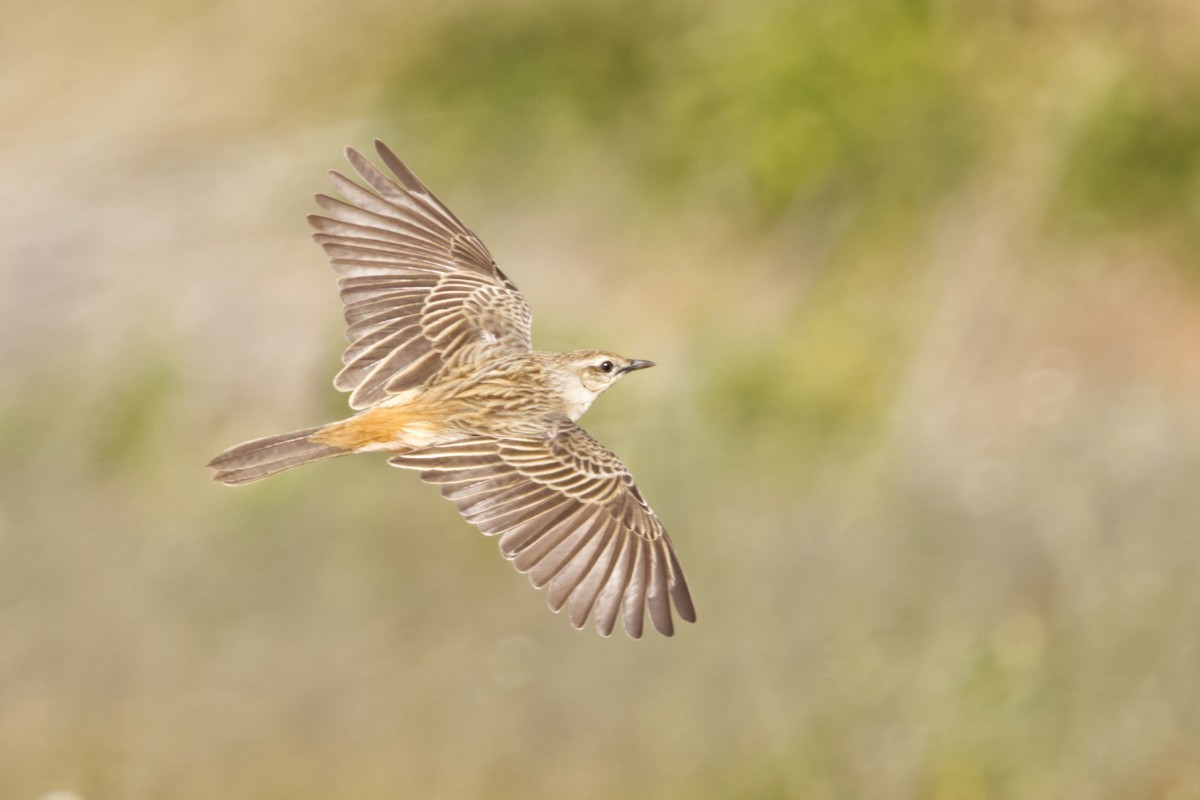 Rufous Songlark - ML638099011
