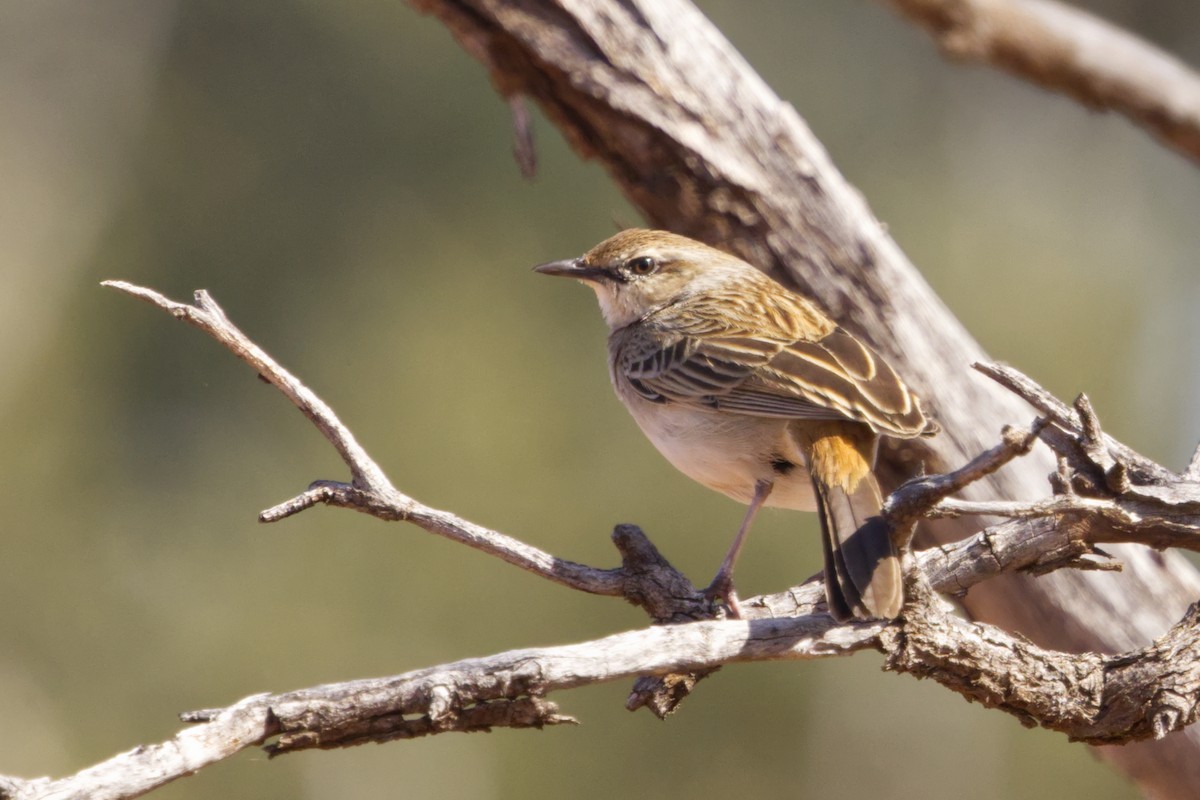 Rufous Songlark - ML638099012
