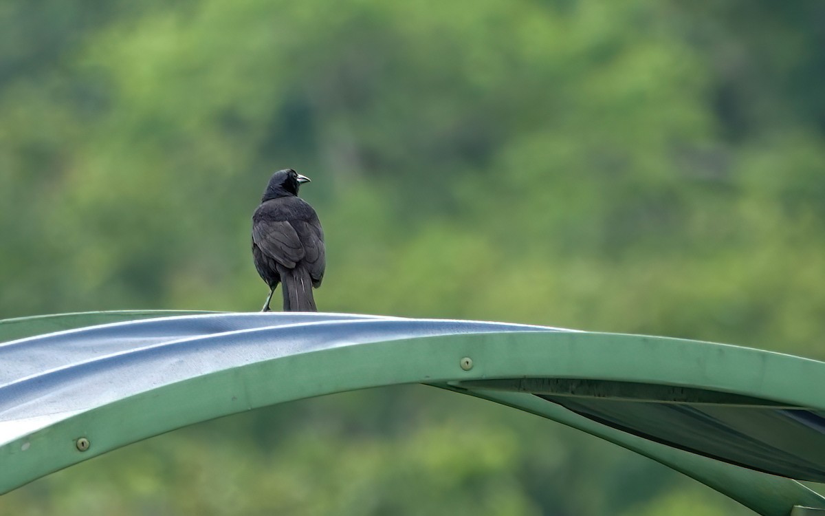 Melodious Blackbird - ML638099034