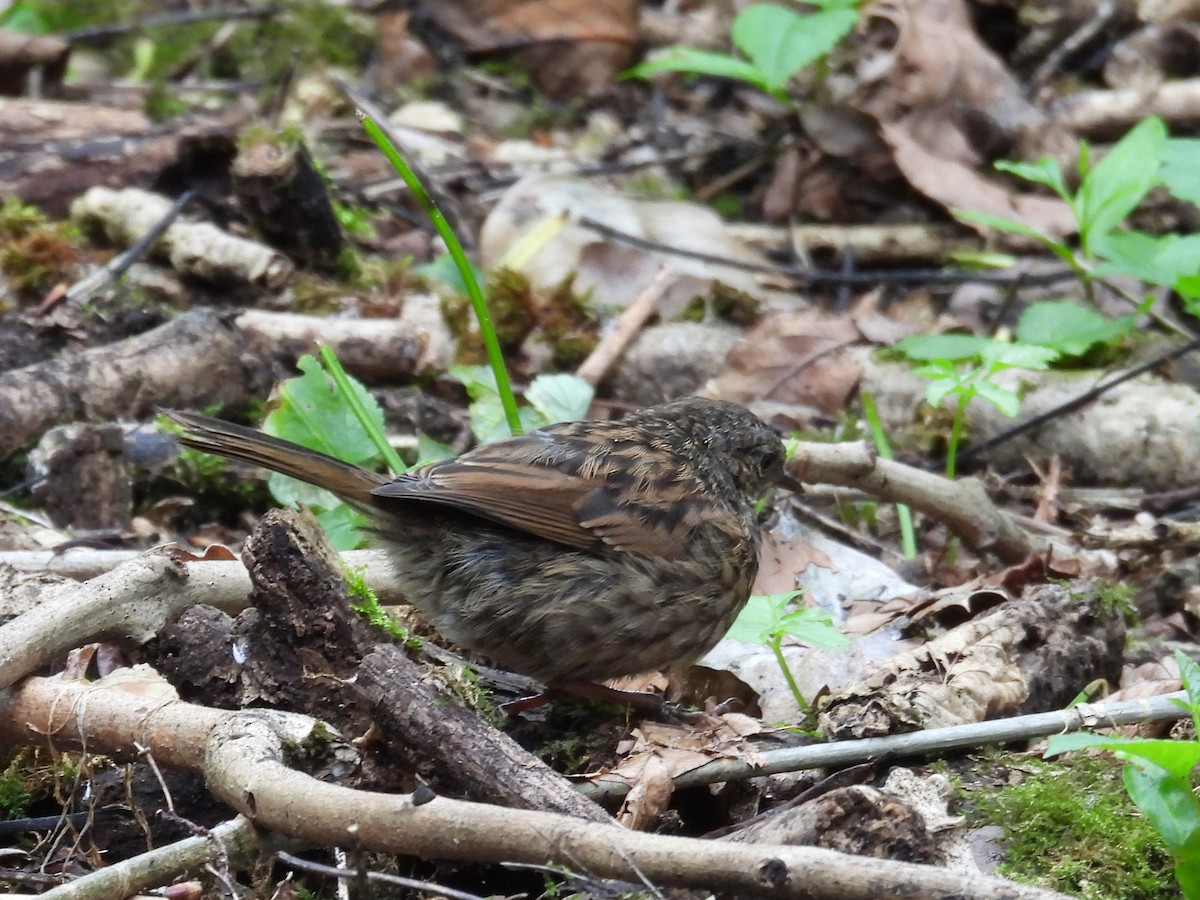 Dunnock - ML638099035