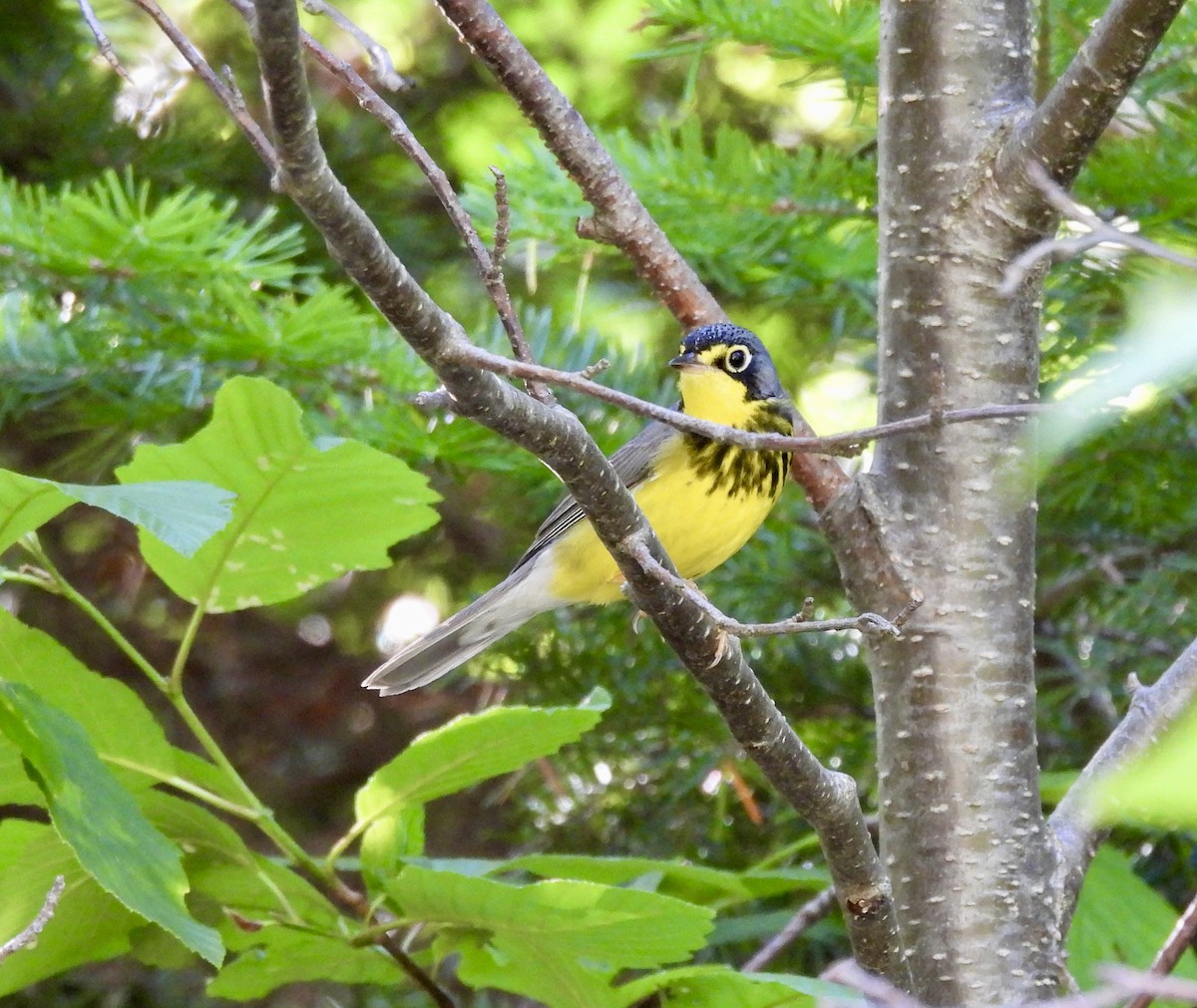 Canada Warbler - ML638099044