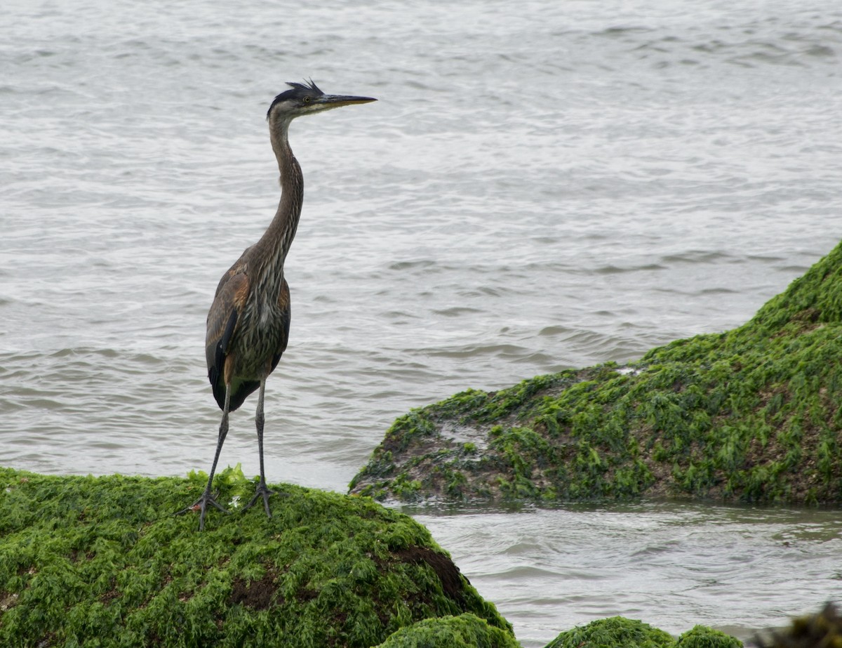 Great Blue Heron - ML638099050