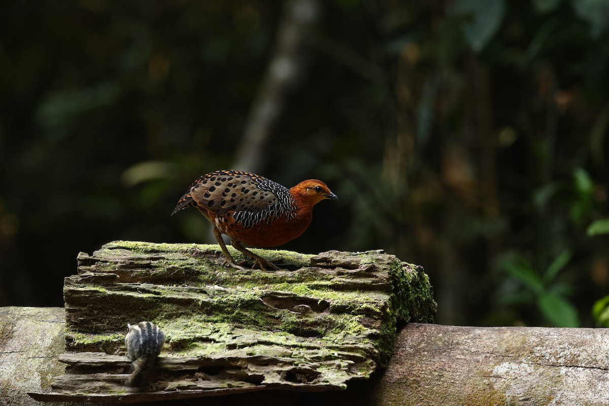 Ferruginous Partridge - ML638099051