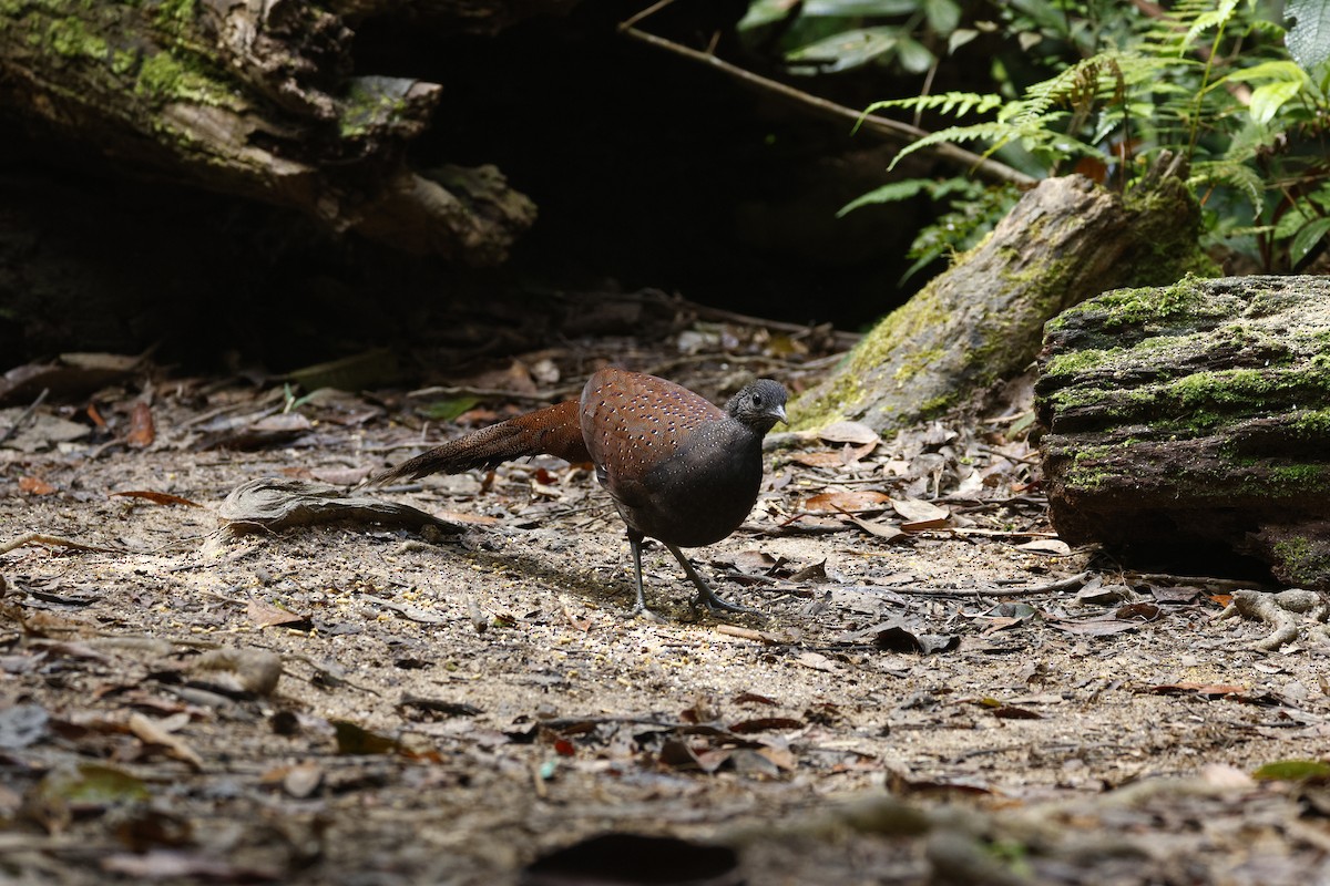 Mountain Peacock-Pheasant - ML638099052