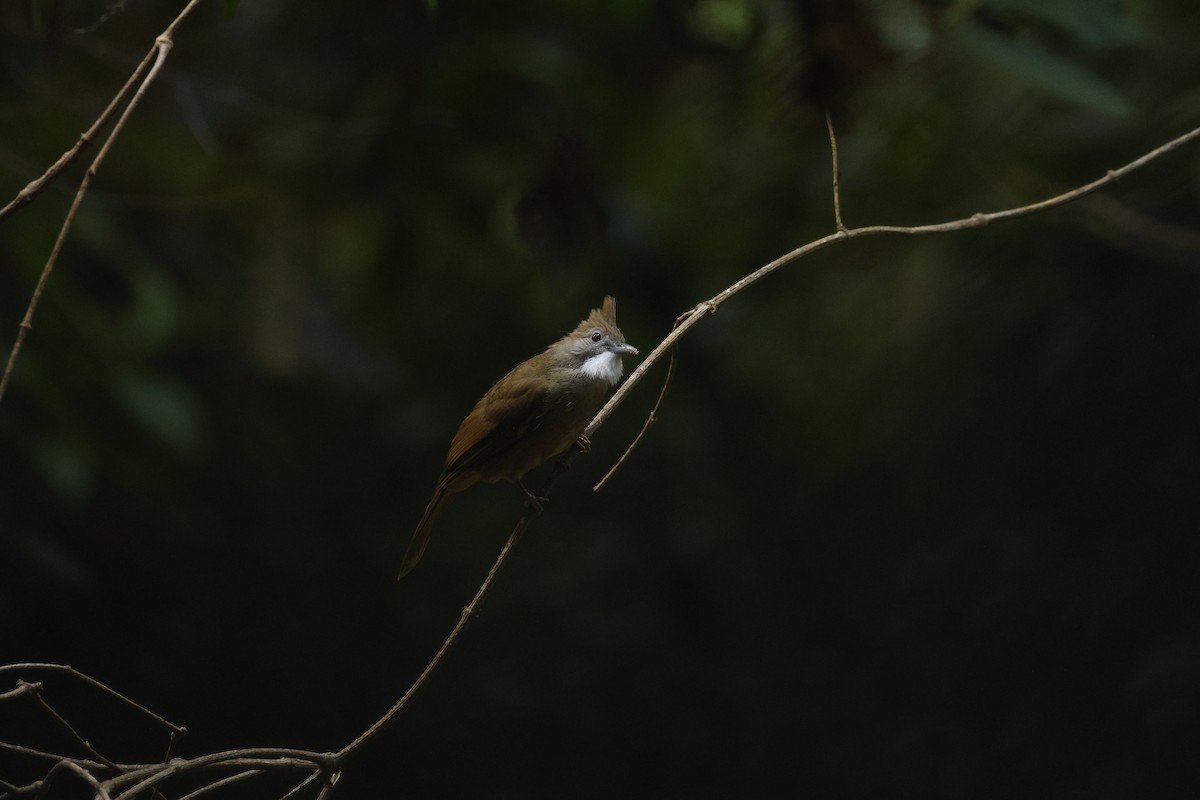 Ochraceous Bulbul - ML638099057