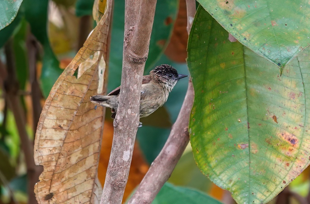 Olivaceous Piculet - ML638099074